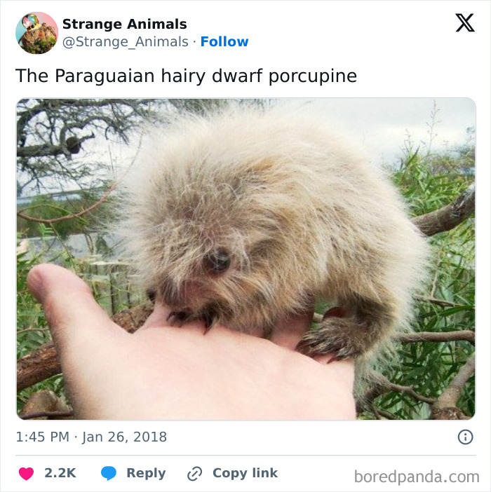 Nature's Weirdest and Coolest Creatures You Won't Believe Exist