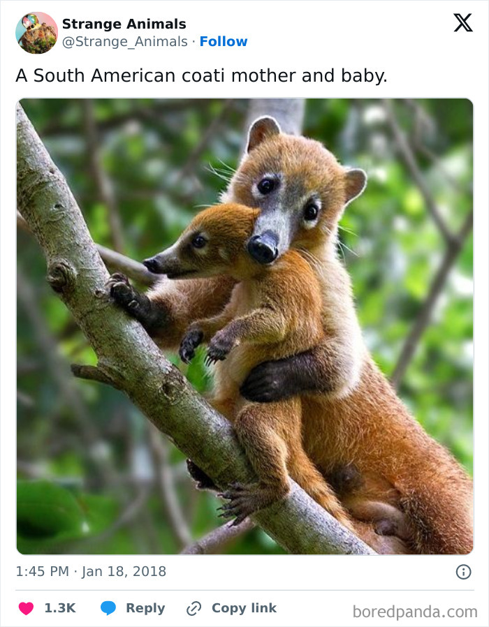 Nature's Weirdest and Coolest Creatures You Won't Believe Exist