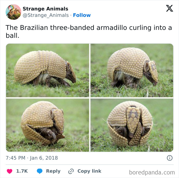 Nature's Weirdest and Coolest Creatures You Won't Believe Exist