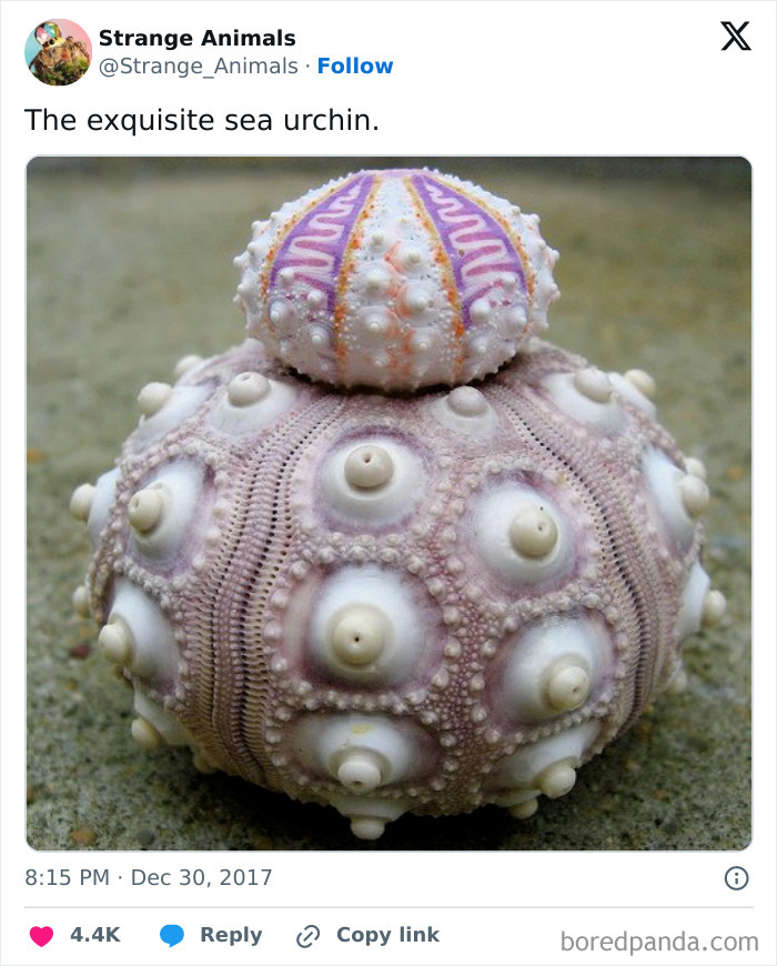 Nature's Weirdest and Coolest Creatures You Won't Believe Exist