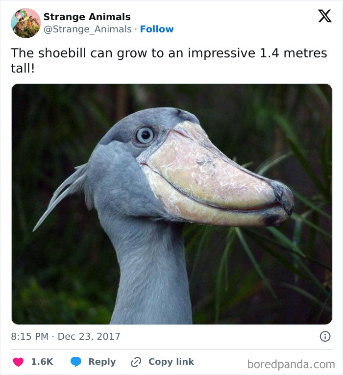 Nature's Weirdest and Coolest Creatures You Won't Believe Exist
