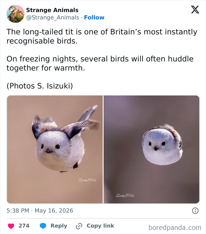 Nature's Weirdest and Coolest Creatures You Won't Believe Exist