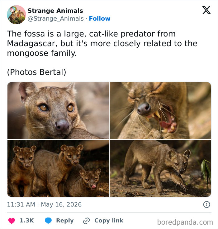 Nature's Weirdest and Coolest Creatures You Won't Believe Exist