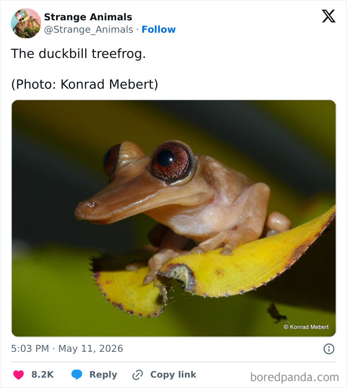 Nature's Weirdest and Coolest Creatures You Won't Believe Exist