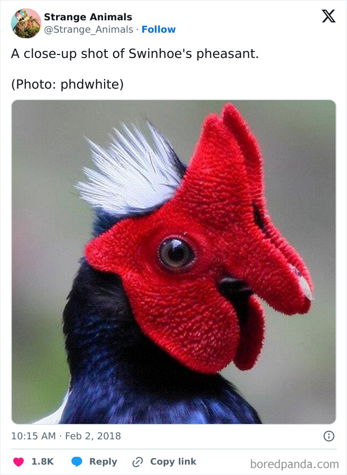 Nature's Weirdest and Coolest Creatures You Won't Believe Exist