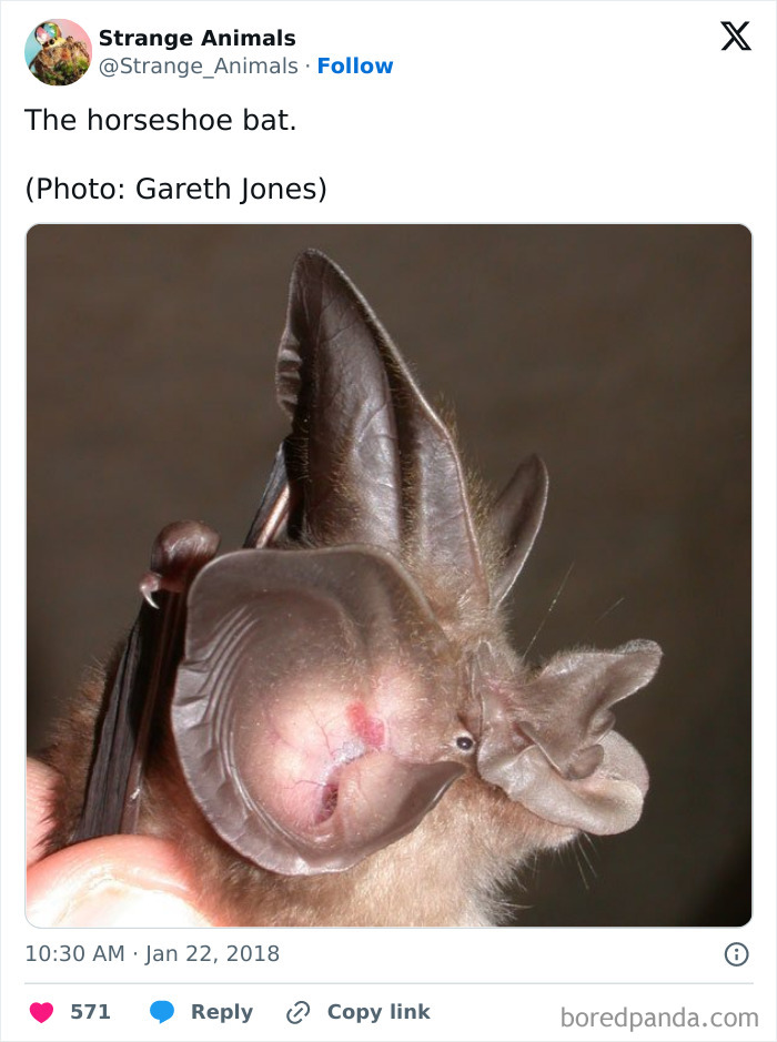 Nature's Weirdest and Coolest Creatures You Won't Believe Exist