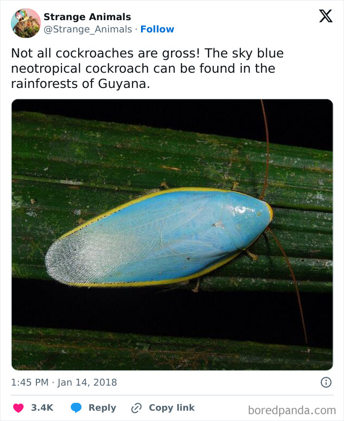 Nature's Weirdest and Coolest Creatures You Won't Believe Exist
