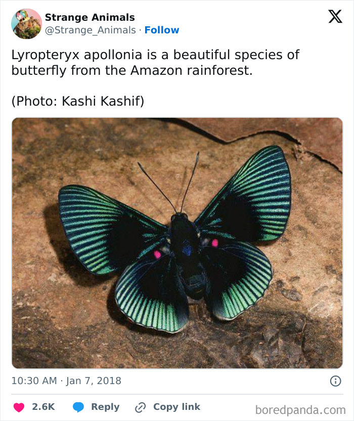 Nature's Weirdest and Coolest Creatures You Won't Believe Exist