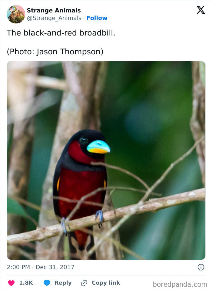 Nature's Weirdest and Coolest Creatures You Won't Believe Exist