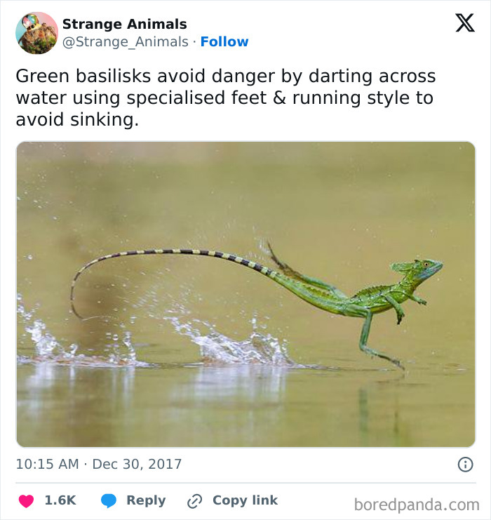 Nature's Weirdest and Coolest Creatures You Won't Believe Exist