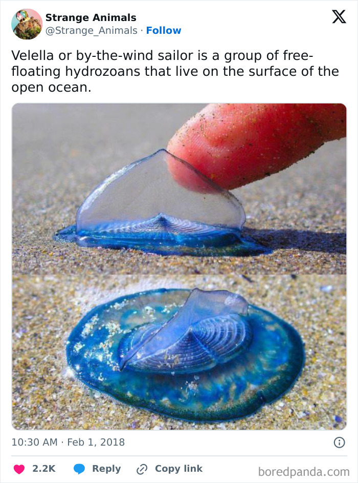 Nature's Weirdest and Coolest Creatures You Won't Believe Exist