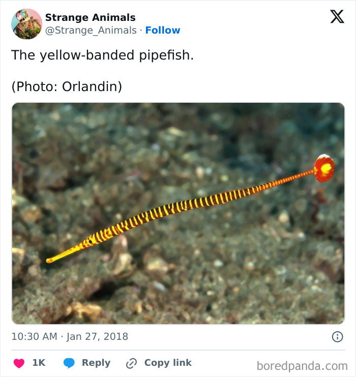 Nature's Weirdest and Coolest Creatures You Won't Believe Exist