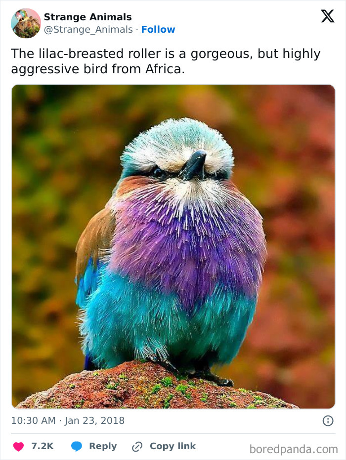 Nature's Weirdest and Coolest Creatures You Won't Believe Exist