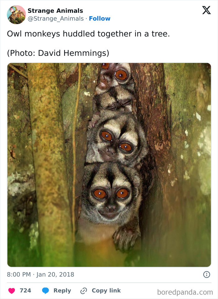 Nature's Weirdest and Coolest Creatures You Won't Believe Exist