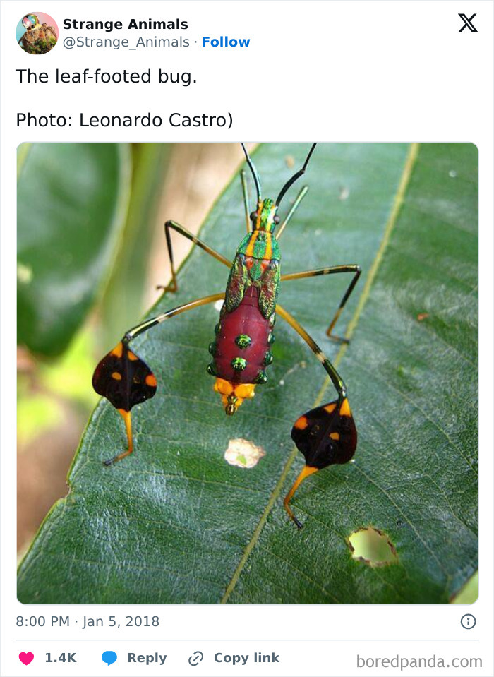 Nature's Weirdest and Coolest Creatures You Won't Believe Exist