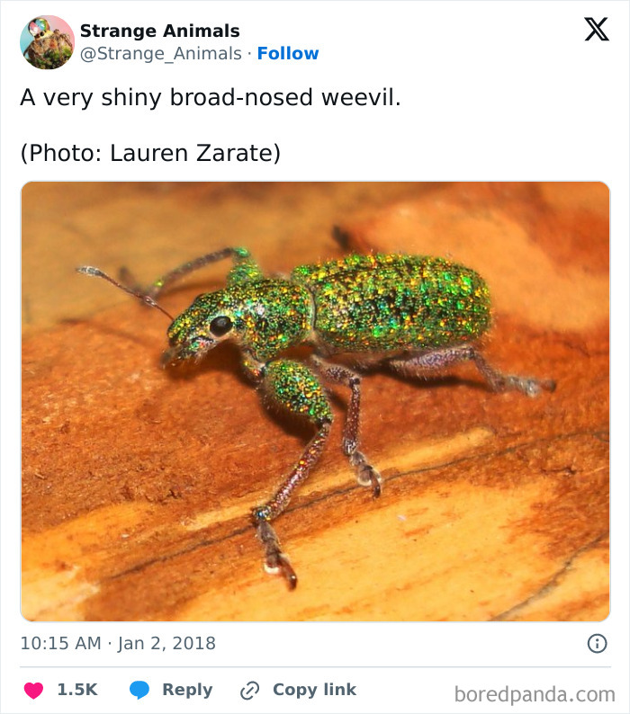 Nature's Weirdest and Coolest Creatures You Won't Believe Exist