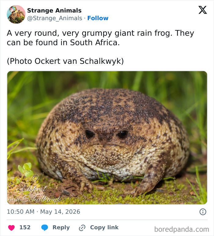 Nature's Weirdest and Coolest Creatures You Won't Believe Exist