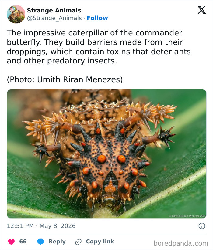 Nature's Weirdest and Coolest Creatures You Won't Believe Exist