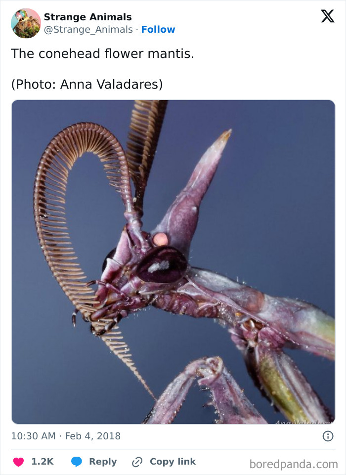 Nature's Weirdest and Coolest Creatures You Won't Believe Exist