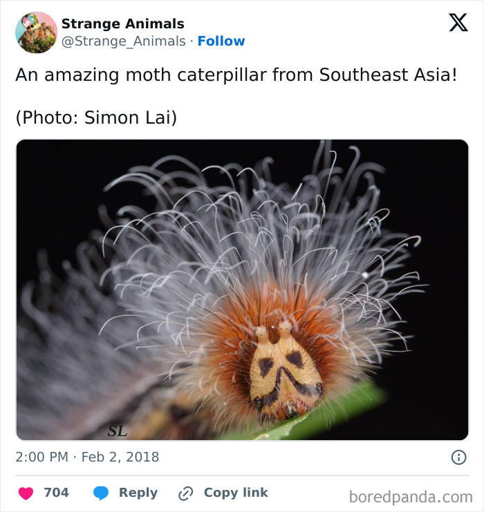 Nature's Weirdest and Coolest Creatures You Won't Believe Exist