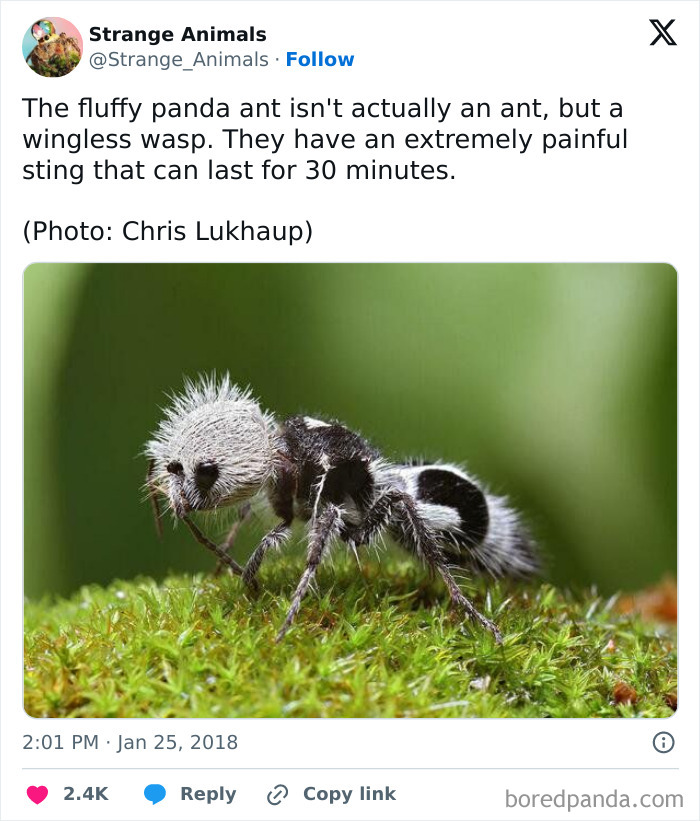 Nature's Weirdest and Coolest Creatures You Won't Believe Exist