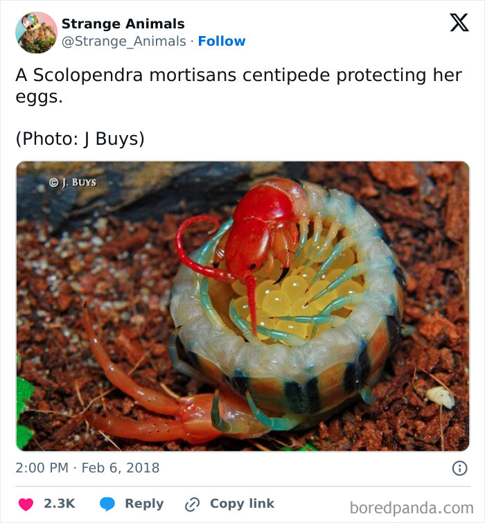 Nature's Weirdest and Coolest Creatures You Won't Believe Exist
