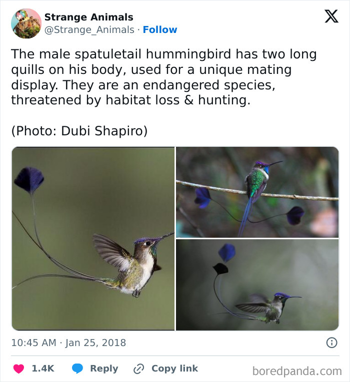 Nature's Weirdest and Coolest Creatures You Won't Believe Exist
