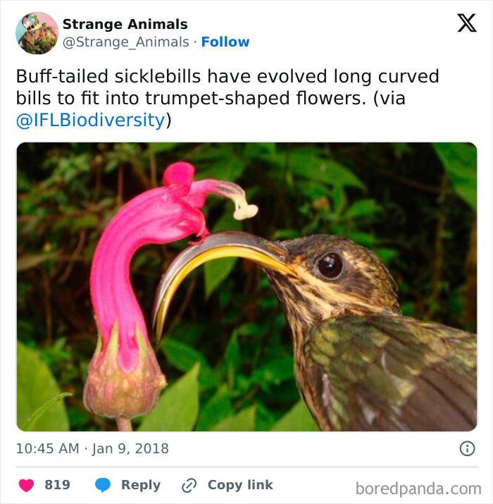 Nature's Weirdest and Coolest Creatures You Won't Believe Exist