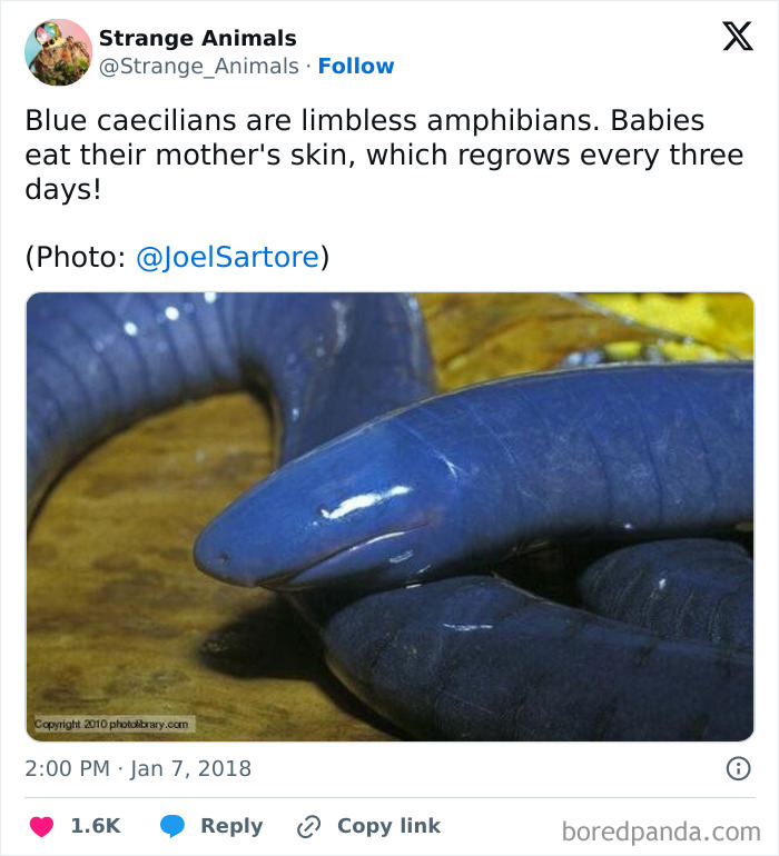 Nature's Weirdest and Coolest Creatures You Won't Believe Exist