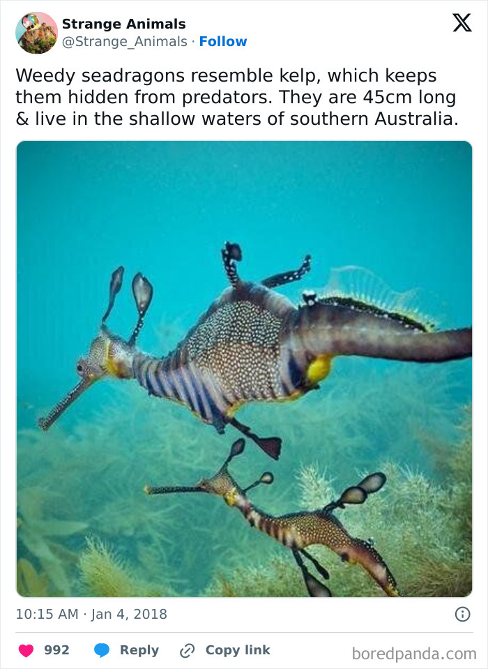Nature's Weirdest and Coolest Creatures You Won't Believe Exist