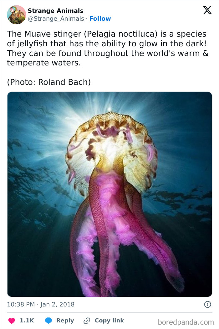 Nature's Weirdest and Coolest Creatures You Won't Believe Exist