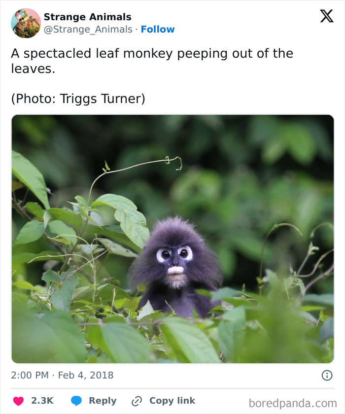 Nature's Weirdest and Coolest Creatures You Won't Believe Exist