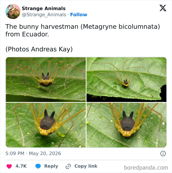 Nature's Weirdest and Coolest Creatures You Won't Believe Exist