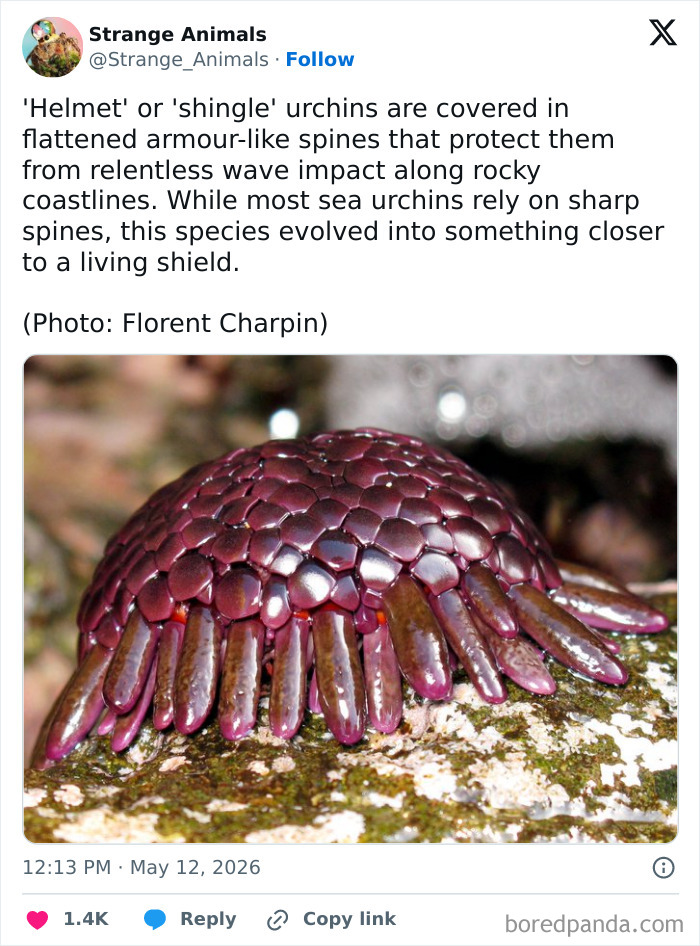 Nature's Weirdest and Coolest Creatures You Won't Believe Exist