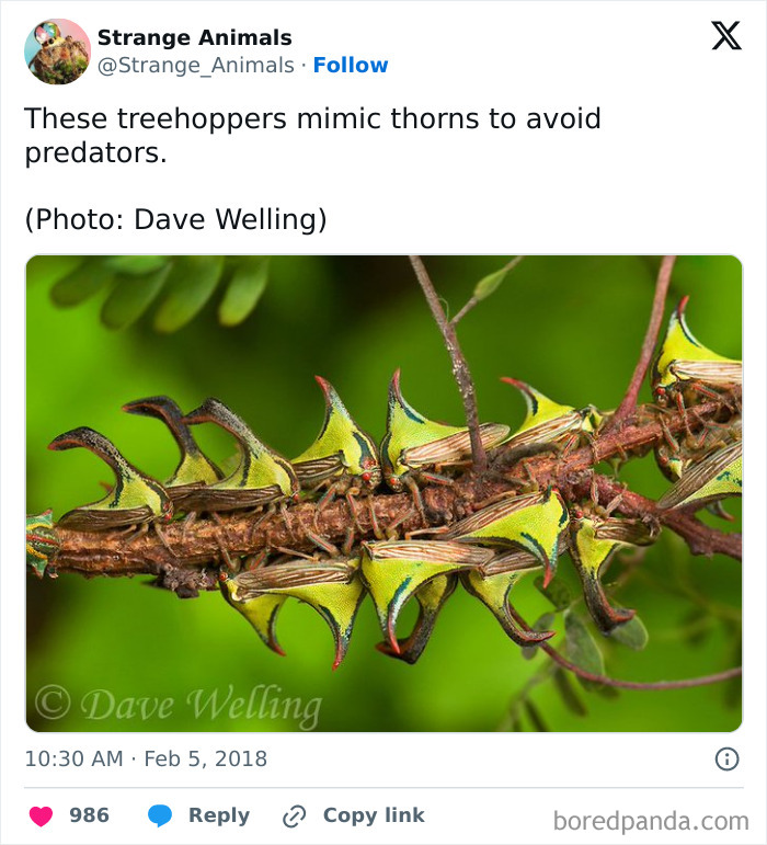 Nature's Weirdest and Coolest Creatures You Won't Believe Exist