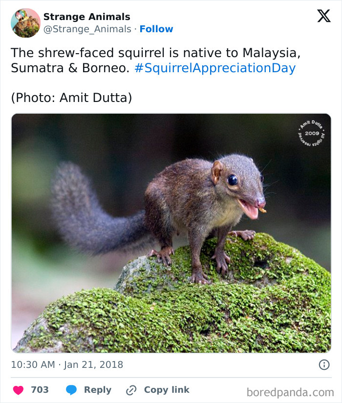 Nature's Weirdest and Coolest Creatures You Won't Believe Exist