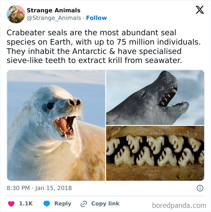 Nature's Weirdest and Coolest Creatures You Won't Believe Exist