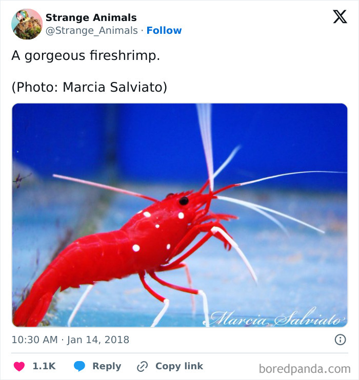 Nature's Weirdest and Coolest Creatures You Won't Believe Exist