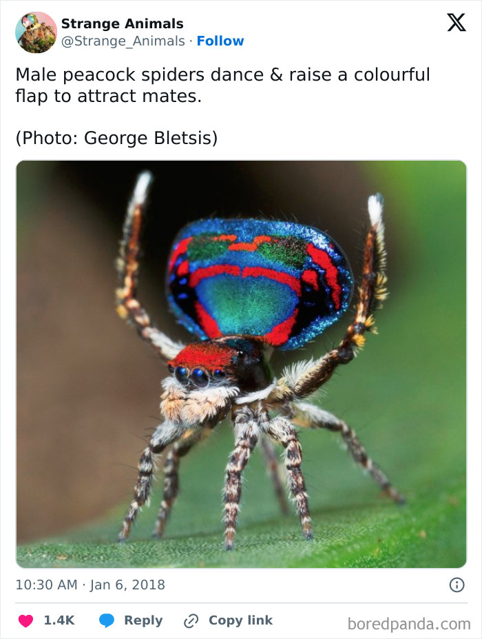 Nature's Weirdest and Coolest Creatures You Won't Believe Exist