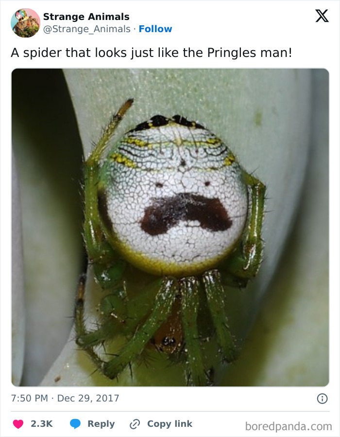 Nature's Weirdest and Coolest Creatures You Won't Believe Exist