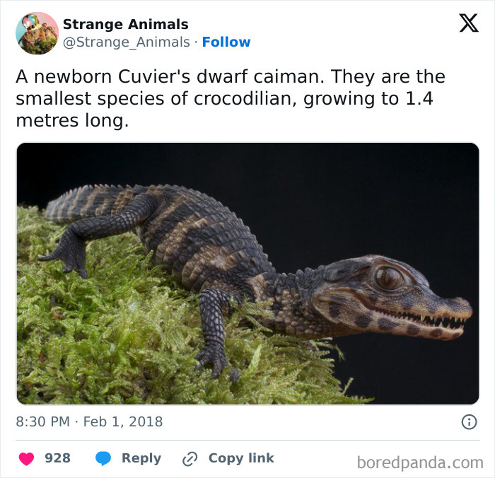 Nature's Weirdest and Coolest Creatures You Won't Believe Exist