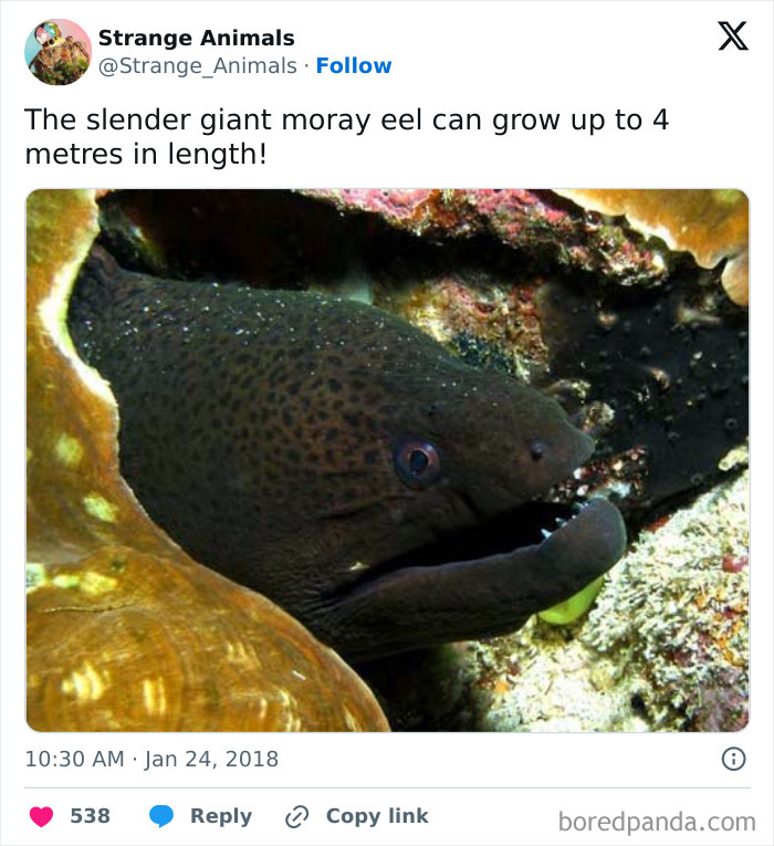 Nature's Weirdest and Coolest Creatures You Won't Believe Exist