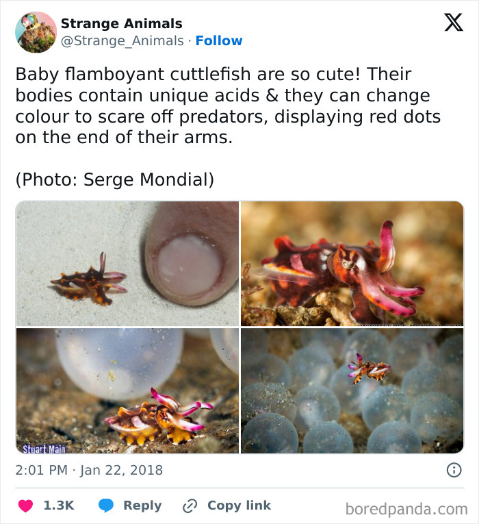Nature's Weirdest and Coolest Creatures You Won't Believe Exist
