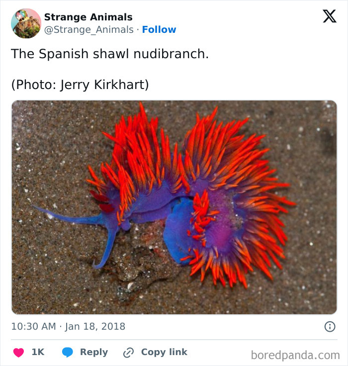 Nature's Weirdest and Coolest Creatures You Won't Believe Exist