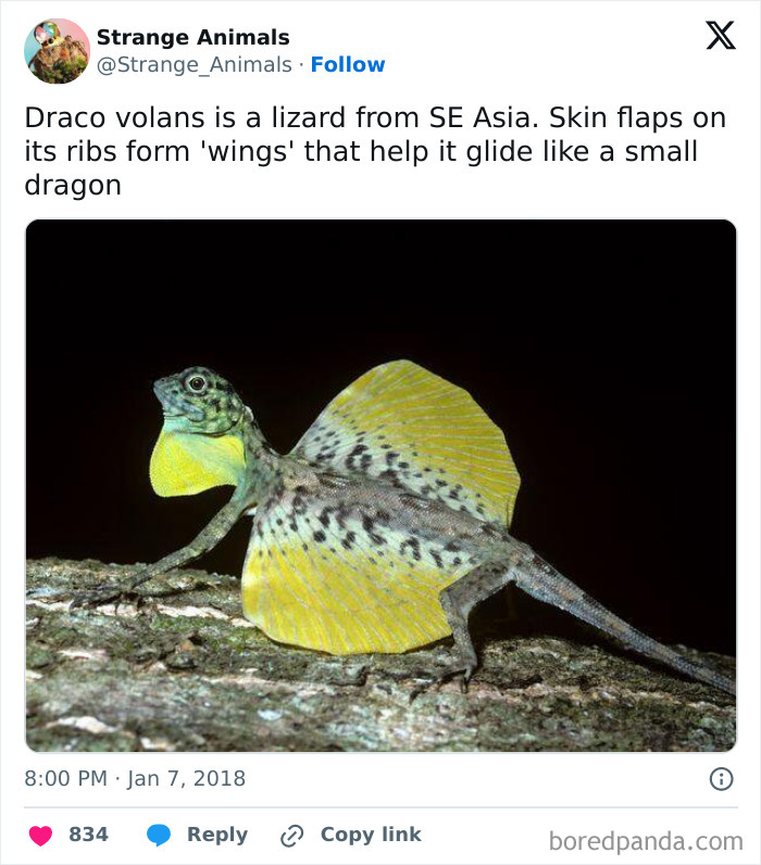 Nature's Weirdest and Coolest Creatures You Won't Believe Exist