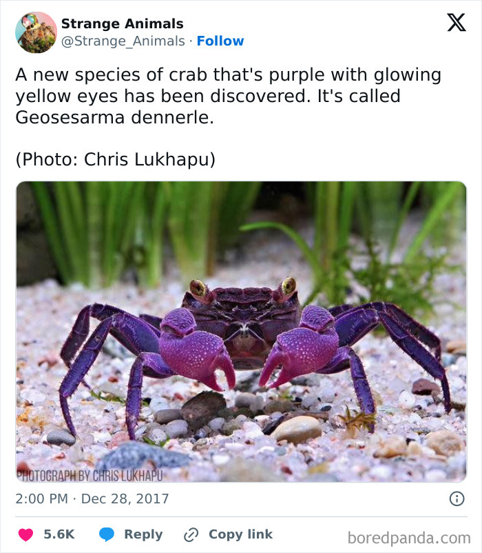 Nature's Weirdest and Coolest Creatures You Won't Believe Exist