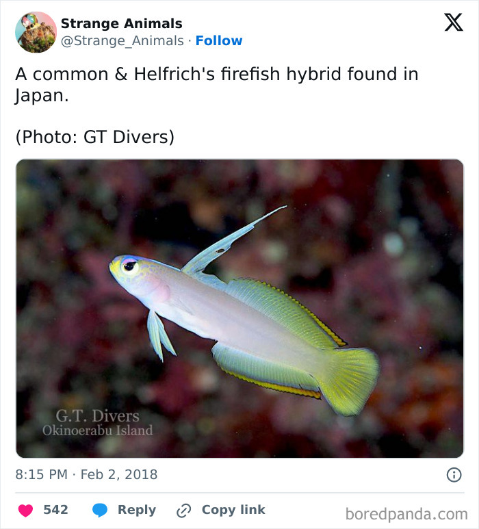 Nature's Weirdest and Coolest Creatures You Won't Believe Exist