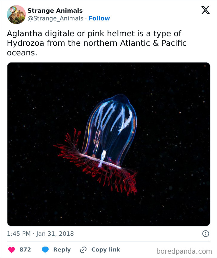 Nature's Weirdest and Coolest Creatures You Won't Believe Exist