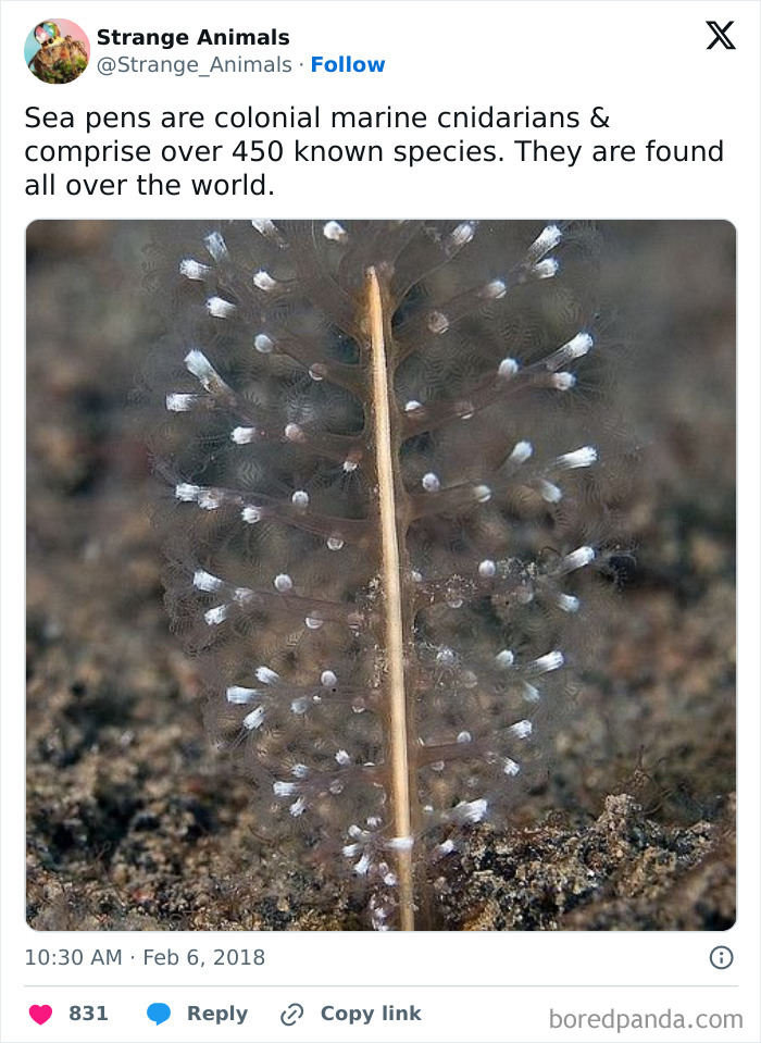 Nature's Weirdest and Coolest Creatures You Won't Believe Exist