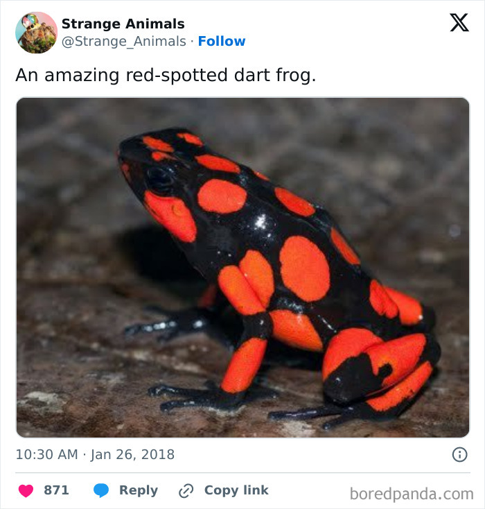 Nature's Weirdest and Coolest Creatures You Won't Believe Exist